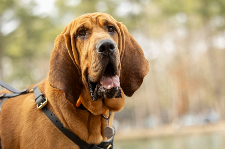 K9 Therapy Dog Newton Visits CSM!