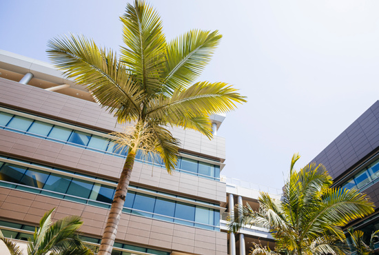 Palm tree in front of Rady School Building