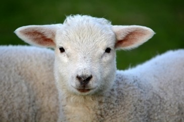 Animals of the UK: Petting Zoo
