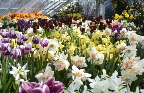 An exuberant Spring display of variously colored daffodils, tulips, and other bulbs from the 2020 Show!