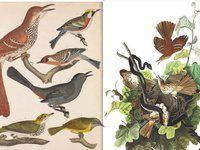 Image of Audubon Day