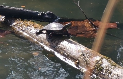 turtle on a log
