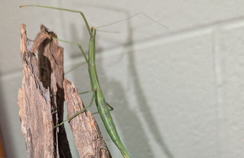 stick bug