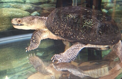 Blanding's turtle at Pokagon State Park.