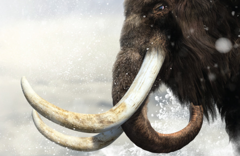 mammoth illustration