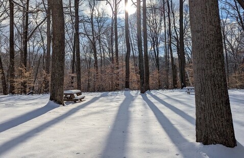 trees with snow