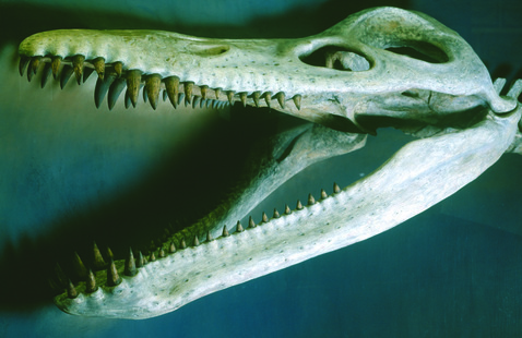 fossil skull of a kronosaurus