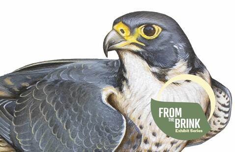 Peregrine Falcon illustration by Jane Kim