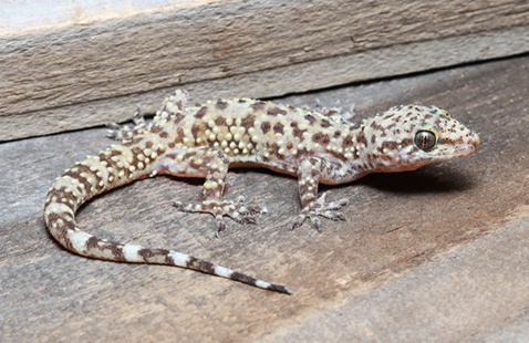 Image of Help Indiana DNR track Mediterranean geckos in Indiana 