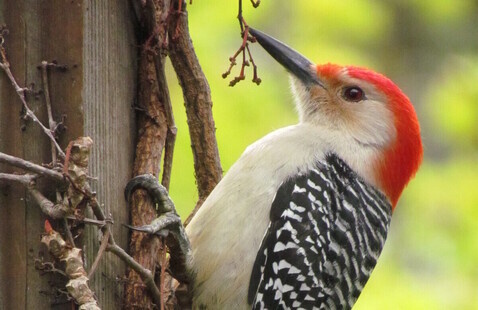 Woodpecker