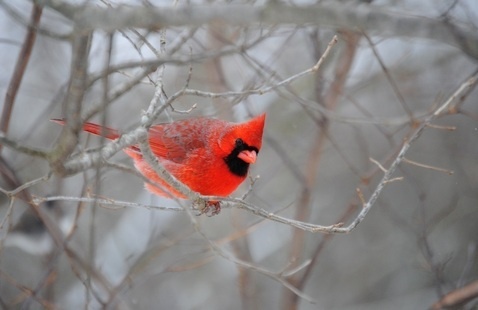 Cardinal