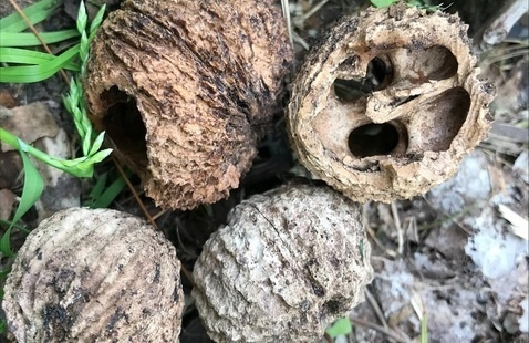walnuts