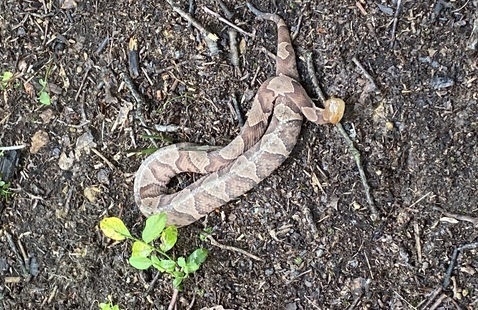 A copperhead at Brown County State Park