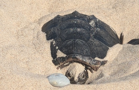 Snapping turtle on the beach 
