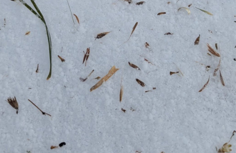 Image of Winter Sowing Workshop Series: Artificial Stratification, Deam Lake SRA