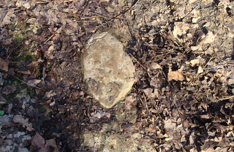 fossilized coral in bedrock