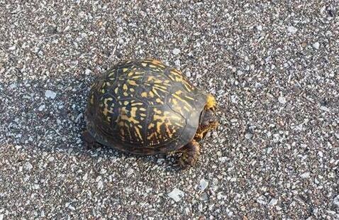 Box Turtle Crossing the road