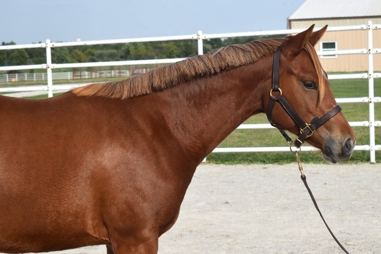 Featured image for Sale Horse Preview and Silent Auction