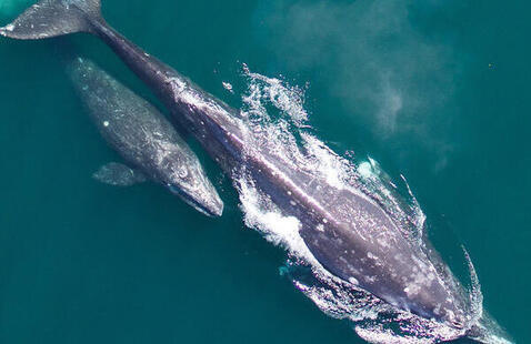 An aerial view of grey whale with her calf.