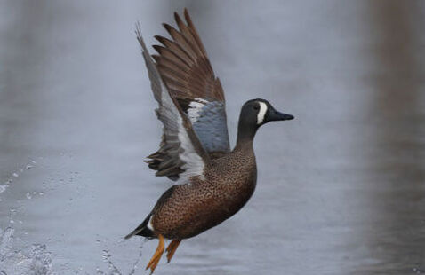 Image of Presque Isle Waterfowl