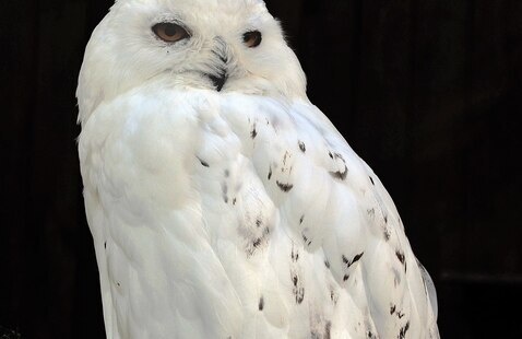 Image of Virtual: Snowy Owls