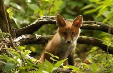 Image of Virtual: Coyote and Fox of Presque Isle