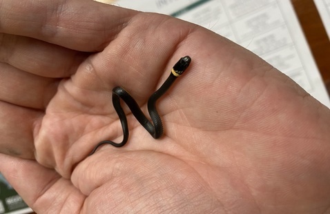 A very young ring neck snake, Brown County State Park