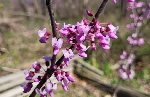 redbud blossoms