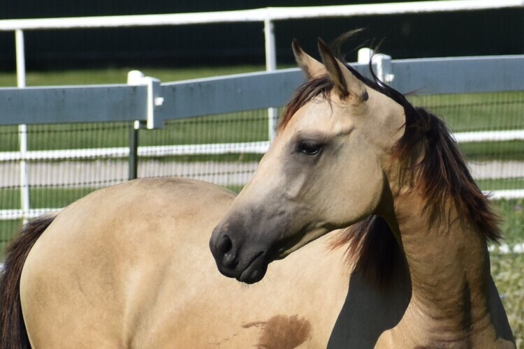 Featured image for 19th Annual Online Horse Auction ends