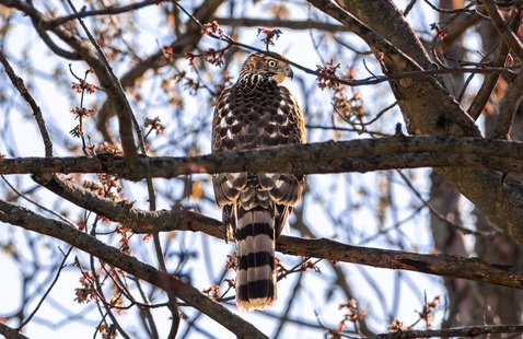 Hawk in late-autumn tree. Photo by M. Doty.