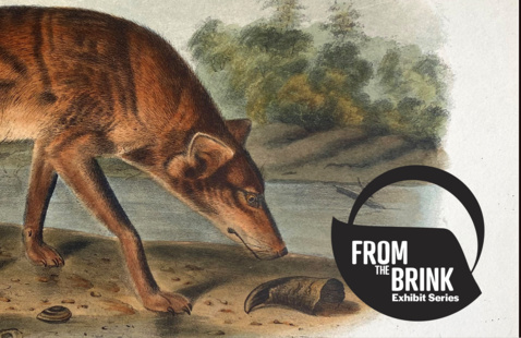 Illustration of Texan Red Wolf by the edge of a river, with low trees and green shrubbery in background. 