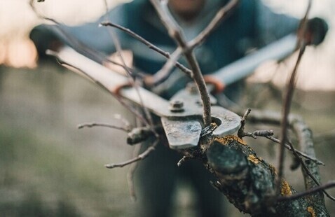 Pruning shears in a gloved hand 