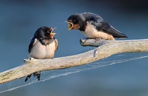 two birds on a branch chirping at each other