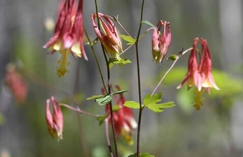Columbine