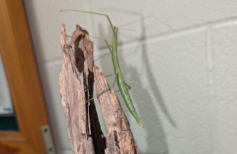 stick bug