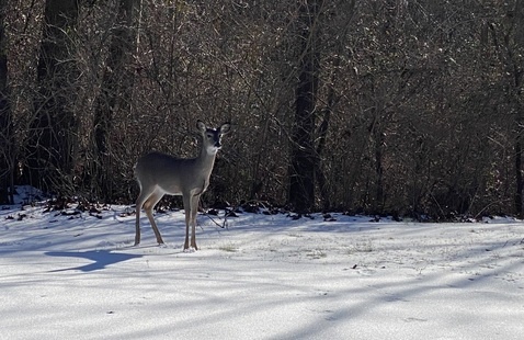 whitetail deer standing in the snow with the brown winter trees behind him and shadows across him on the snow