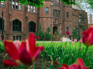 Red tulips on MHC campus, a brick building in the background.