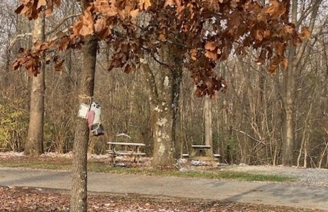 Peep the plastic owl affixed to a tree trunk in the campground, one of 10 waiting to be found for the Great Perch Search!