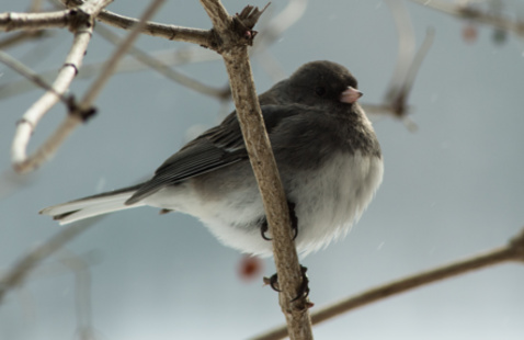 Dark-eyed Junco 