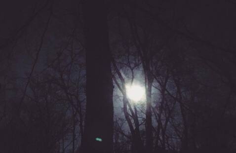 moon through trees