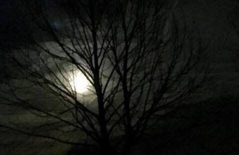 moon through trees