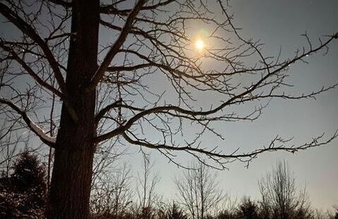 Moon thought trees