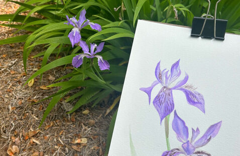 A photograph that shows a purple iris and, closer to the camera, a detail of a watercolor painting of the same iris
