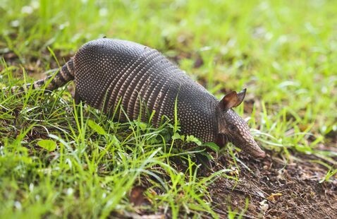 An armadillo walking through grass. 