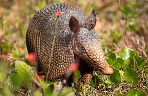 An armadillo walking through grass. 