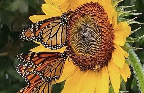 Sunflower with Monarchs