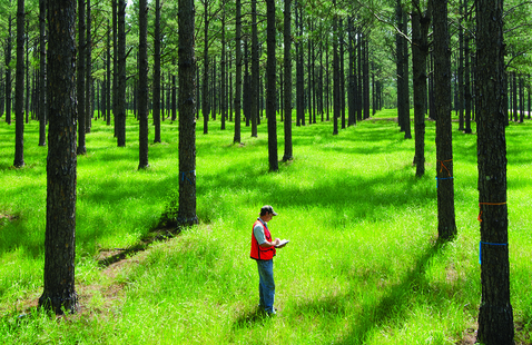 Rayonier U.S. South Timberlands