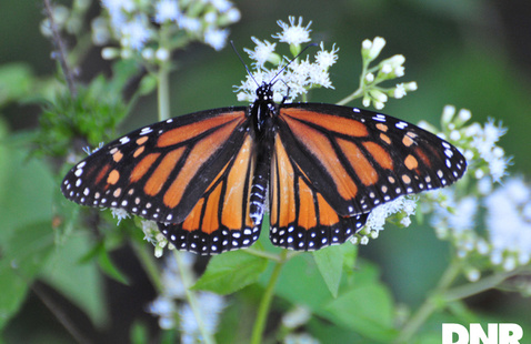 A monarch 