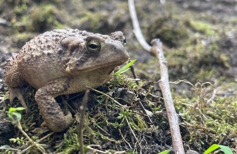 A toad on the forest floor