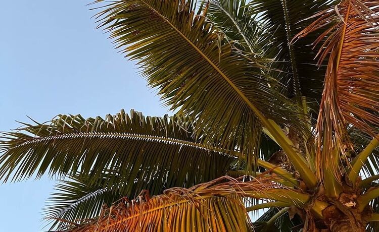 UND in Naples - Alumni & Friends Gathering at LaPlaya Golf Club